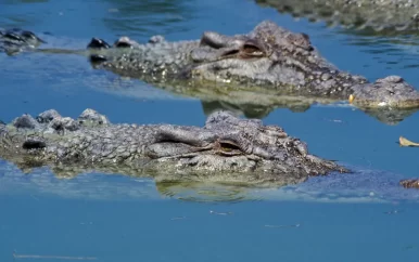 Lichaam vermiste Australiër mogelijk gevonden in maag van krokodil
