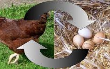 Wetenschappers geven antwoord: wat kwam eerst, de kip of het ei?