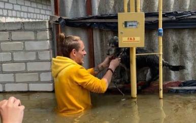 UPDATE: Dit asiel redde honderden dieren na damdoorbraak: ‘Het zit overvol’