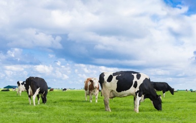 Registratie melkveehouders moet productie stimuleren bij sector