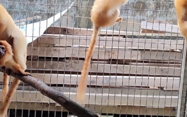 LBB neemt beschermde ara’s en aapjes uit Brazilië in beslag