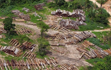 Ontbossing Amazone sterk afgenomen sinds aantreden president Lula