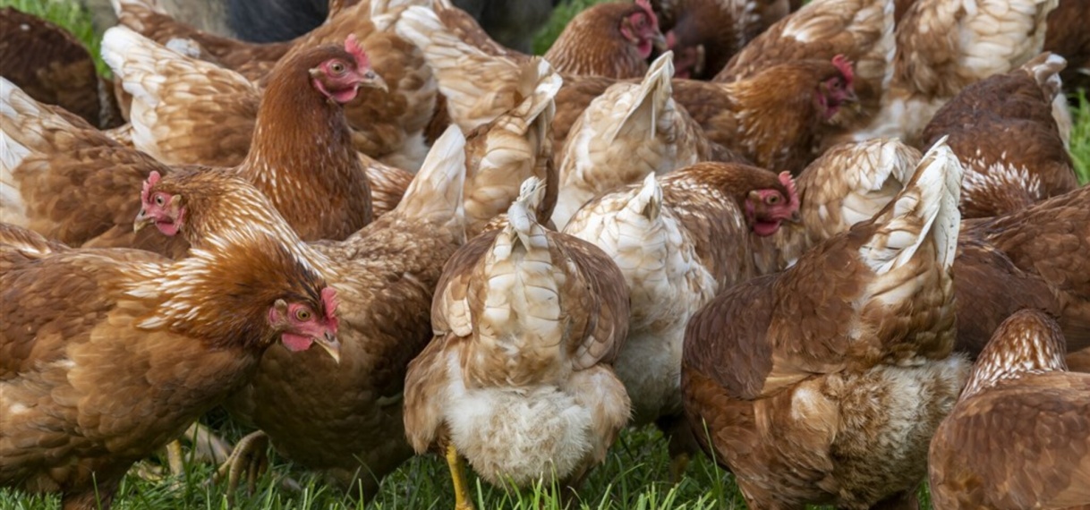 Nieuwe uitbraak vogelgriep, geen nieuwe landelijke ophokplicht