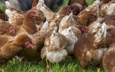 Nieuwe uitbraak vogelgriep, geen nieuwe landelijke ophokplicht