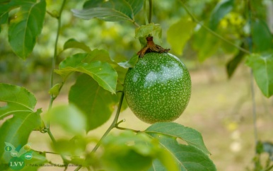 Markoesa-project kampt met uitdagingen