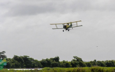 Dit seizoen 9.000 ha meer padie ingezaaid