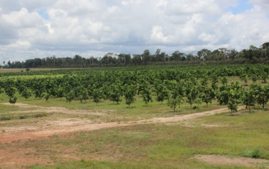 Training voor Citrus project Boven Suriname en Apoera