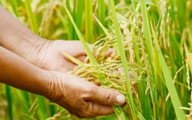 Rijstsector moet zich organiseren