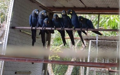 Bekendmaking: dienst ‘s lands Bosbeheer (LLB) wildlife en beschermde gebieden management