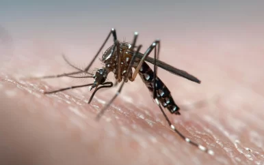 Bespuitingen hebben geen invloed op afname dengue gevallen