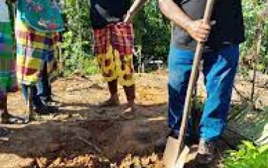 Startsein cassave-aanplant district Brokopondo