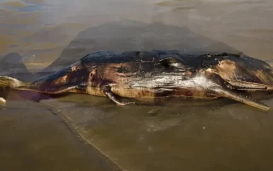 Stinkende ontdekking: dode walvis spoelt aan bij Weg naar Zee