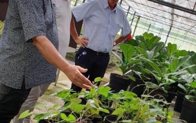 Sewdien onder de indruk van InVitroPlants Grassalco