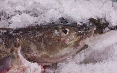 Verschillende oorzaken zorgen voor overschot aan vis