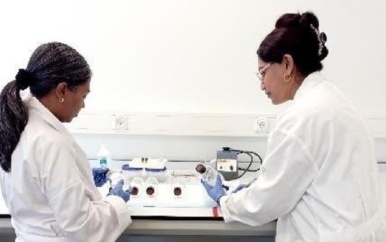 AdeKUS en BOG doen onderzoek naar insecticide resistentie status van Aedes aegypti muskiet