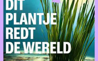 Dit is het saaiste plantje van de zee, maar hij kan wel de wereld redden