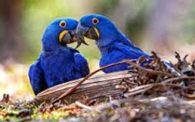 Minister Ramdin heeft onderhoud met ambassadeur Azeredo over ontvreemde ara’s