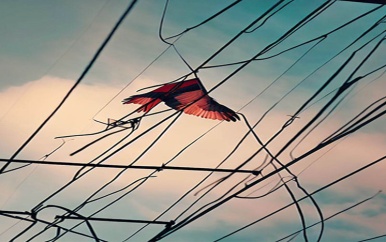 Elektriciteitsnet lijdt schade door vliegers en bermbranden