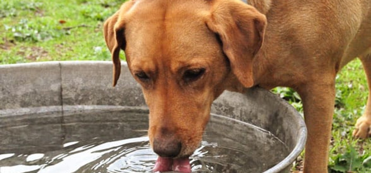 Extra aandacht besteden aan huisdieren tijdens de hitte
