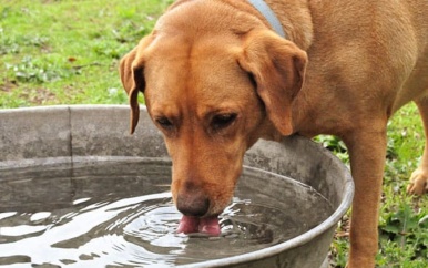 Extra aandacht besteden aan huisdieren tijdens de hitte
