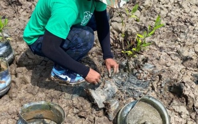 Vrijwilligers DP World Paramaribo en Cosco Shipping Lines Suriname planten mangrove