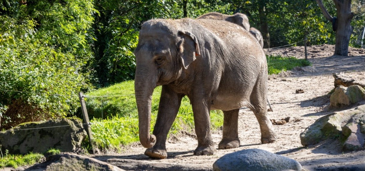 Oudste olifant van Nederland overleden in Blijdorp