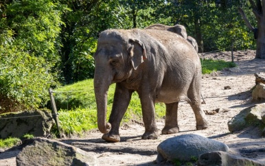 Oudste olifant van Nederland overleden in Blijdorp