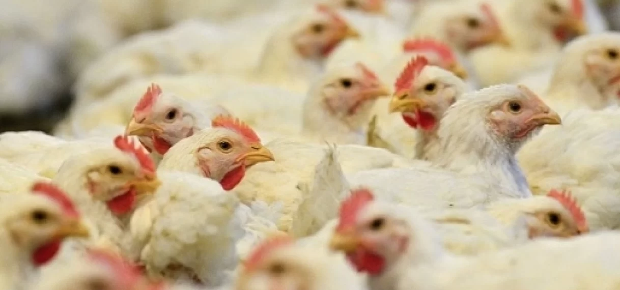 Extreme hitte zet pluimveeproductie onder druk