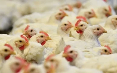 Extreme hitte zet pluimveeproductie onder druk