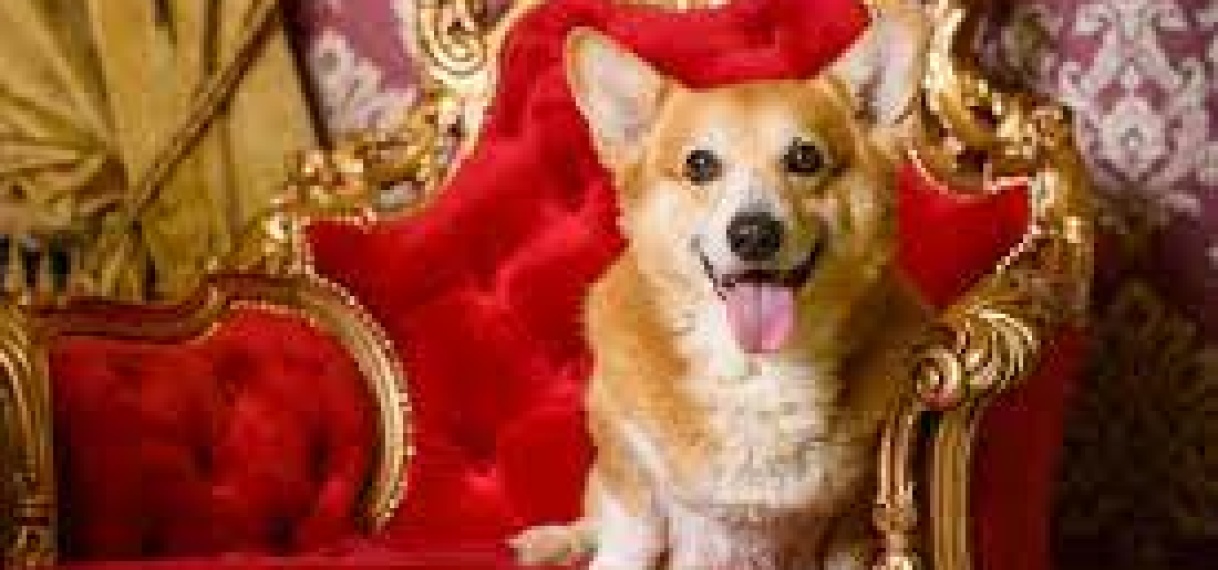 Corgi-eigenaren eren wijlen koningin Elizabeth bij Buckingham Palace