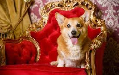 Corgi-eigenaren eren wijlen koningin Elizabeth bij Buckingham Palace