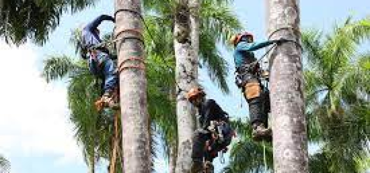 Aanpak Palmentuin door OGA