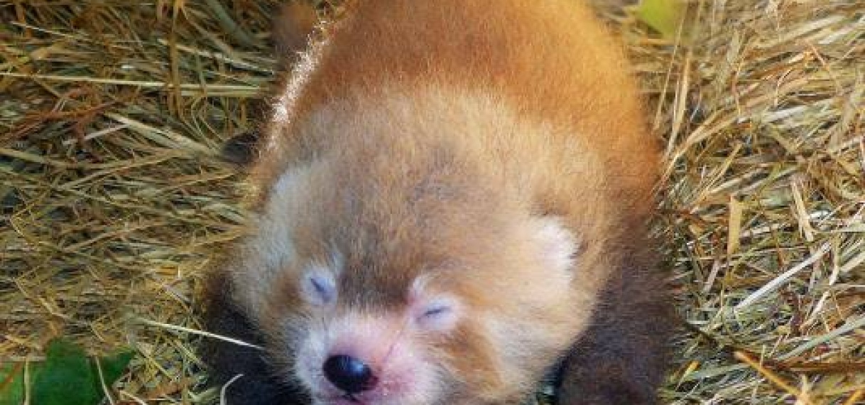 Zeldzame rode panda geboren in Atheense dierentuin