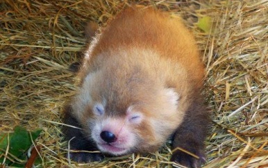 Zeldzame rode panda geboren in Atheense dierentuin