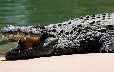 UPDATE: 70 krokodillen ontsnapt na overstromingen in China