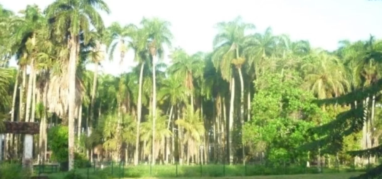 Palmentuin mogelijk later dit jaar weer open voor publiek