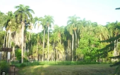 Palmentuin mogelijk later dit jaar weer open voor publiek