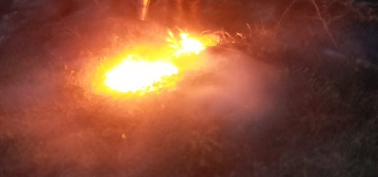 Braziliaanse bijen aan de Zeedijk in Nickerie worden aangepakt