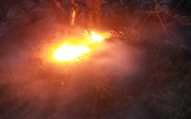 Braziliaanse bijen aan de Zeedijk in Nickerie worden aangepakt