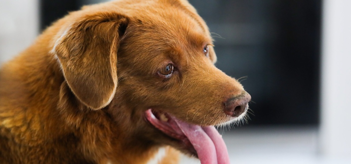 Oudste hond ter wereld op 31-jarige leeftijd overleden