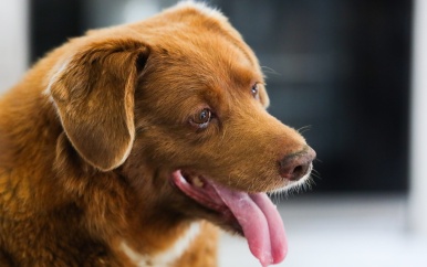 Oudste hond ter wereld op 31-jarige leeftijd overleden