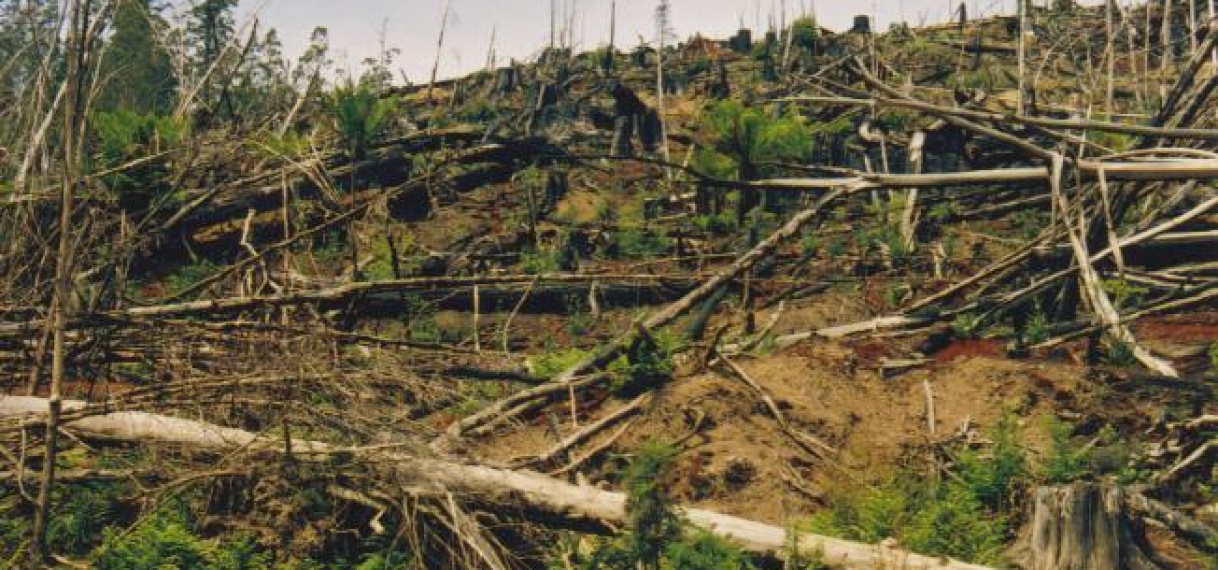 Ontbossing veroorzaker kwik uitstoot kwik