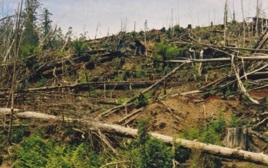 Ontbossing veroorzaker kwik uitstoot kwik