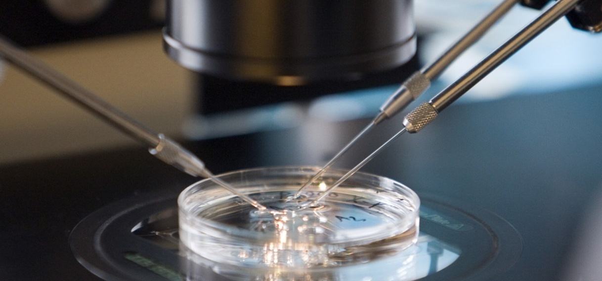 UPDATE: Gezondheidsraad: langer onderzoek met embryo’s, van 14 naar 28 dagen
