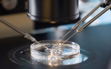UPDATE: Gezondheidsraad: langer onderzoek met embryo’s, van 14 naar 28 dagen
