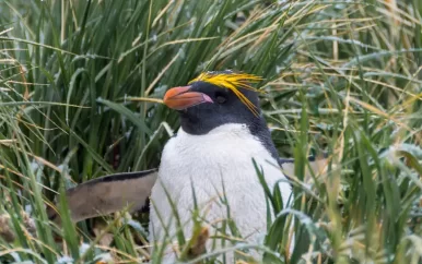 UPDATE: Vogelgriep bereikt Antarctisch gebied, zorgen over zeehonden en pinguïns