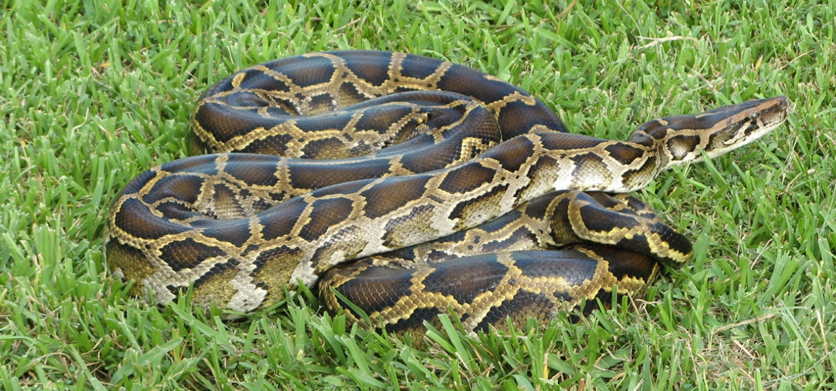 Man worstelt met python die zijn katten probeert op te eten