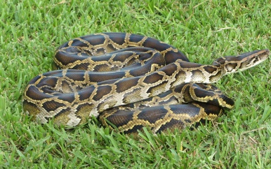 Man worstelt met python die zijn katten probeert op te eten