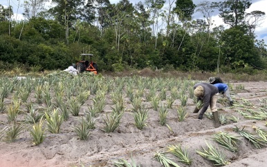 De ananasindustrie in Suriname wordt verbeterd door programma van ASTA, dat helpt de ananasteelt naar een hoger niveau te tillen