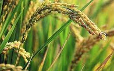 Opkopers betalen padieboeren gemiddeld SRD 650 per baal